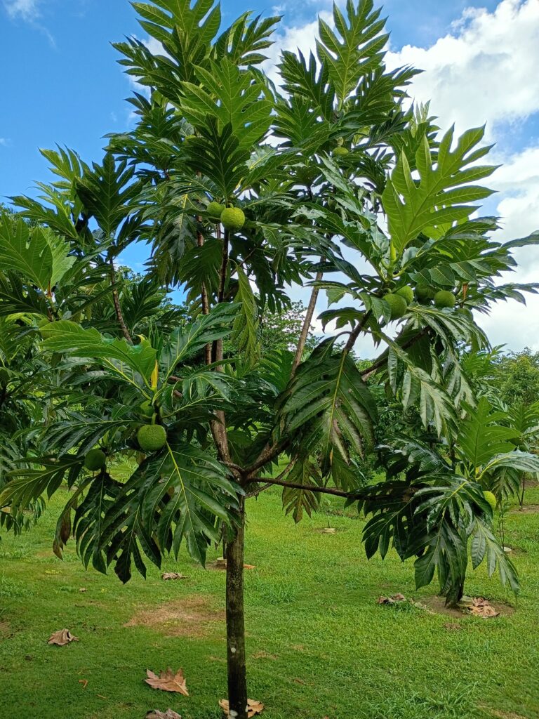 La agricultura en Puerto Rico es un problema y una oportunidad.