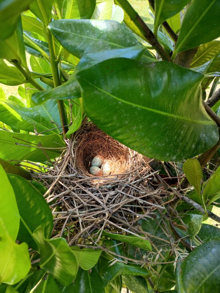 Nuestras Generaciones Futuras